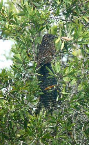 Pheasant Coucal
