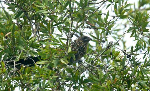 Pheasant Coucal