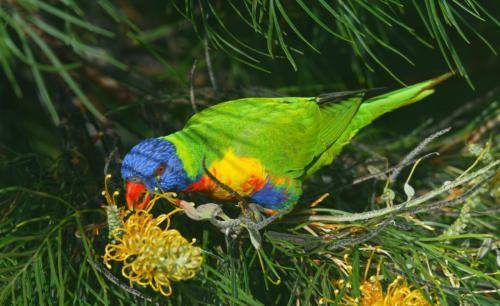 Rainbow lorikeet