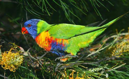 Rainbow lorikeet