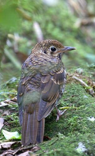 Ground Thrush