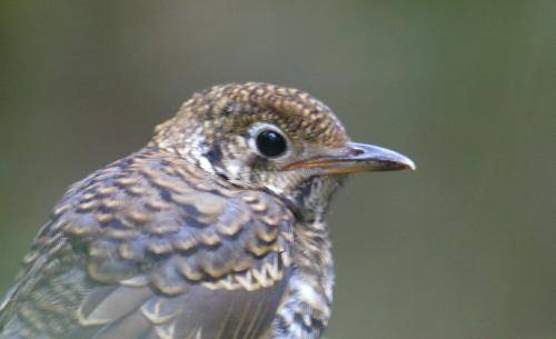 Ground Thrush