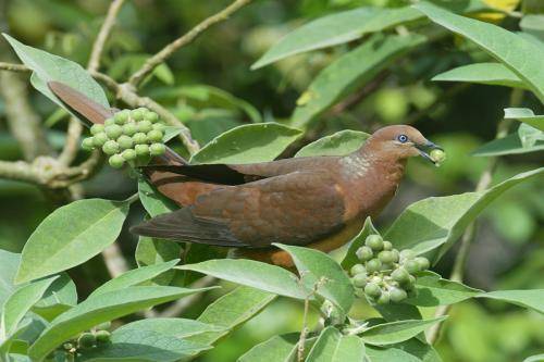 Brown cuckoo Dove