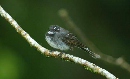 Grey Fantail