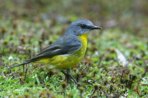 Eastern yellow Robin