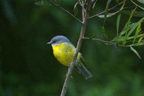 Eastern yellow Robin