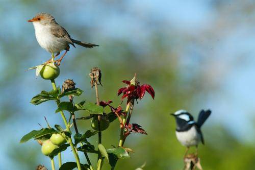 Superb Fairy-Wren