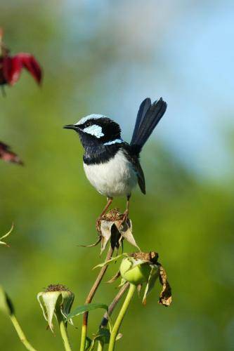 Superb Fairy-Wren