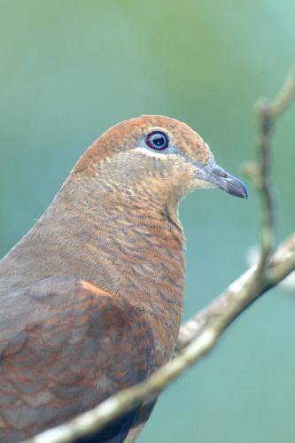 Brown cuckoo Dove