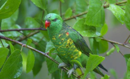 Scaly-breasted lorikeet