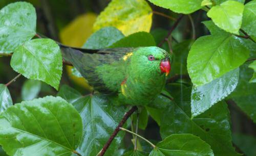 Scaly-breasted lorikeet