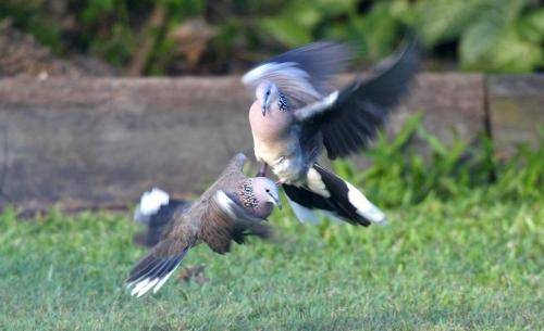 Spotted Turtle Dove