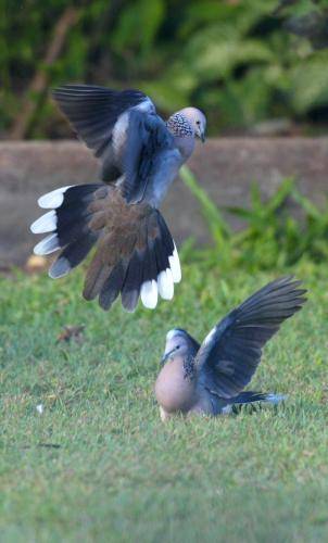 Spotted Turtle Dove