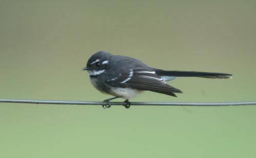 Grey Fantail