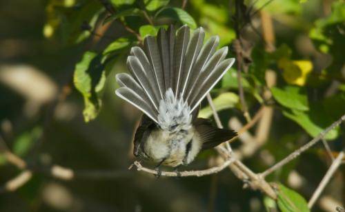 Grey Fantail