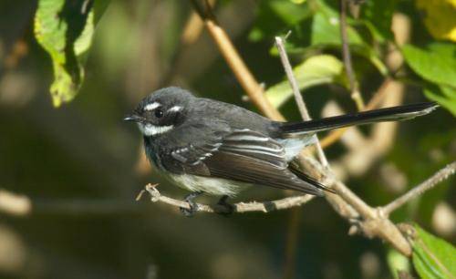 Grey Fantail