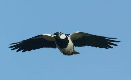 Magpie Lark