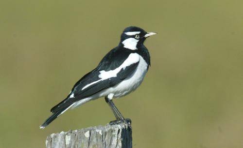 Magpie Lark