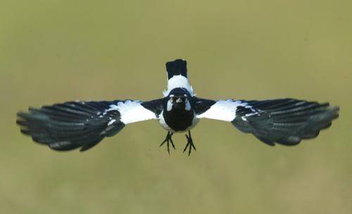 Magpie Lark