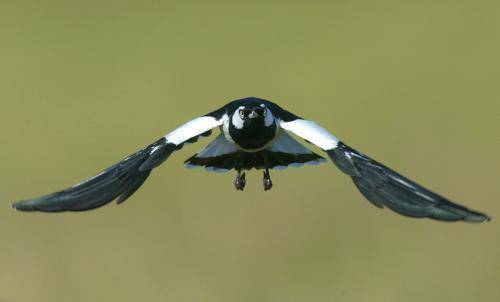 Magpie Lark