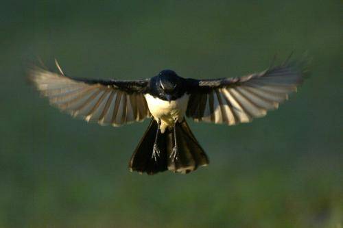 Willie Wagtail
