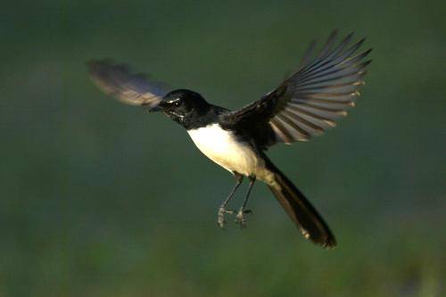 Willie Wagtail