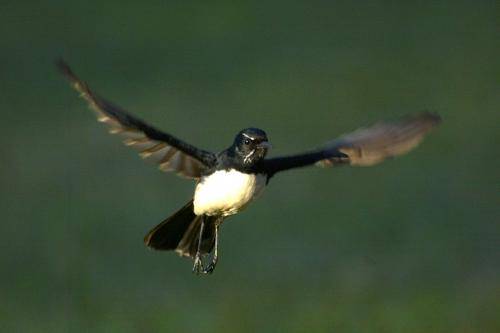Willie Wagtail