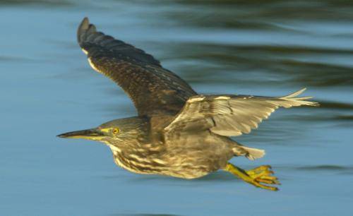 Striated Heron