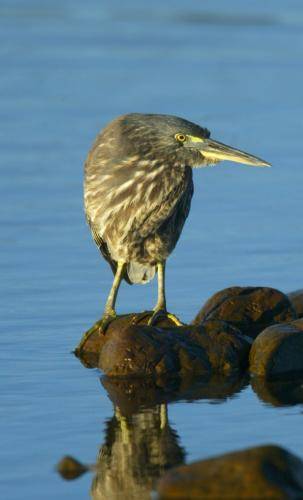 Striated Heron