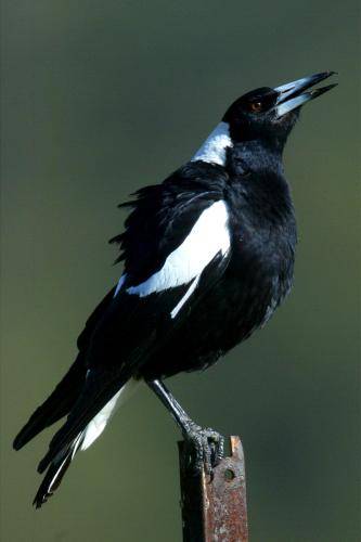 Australian Magpie