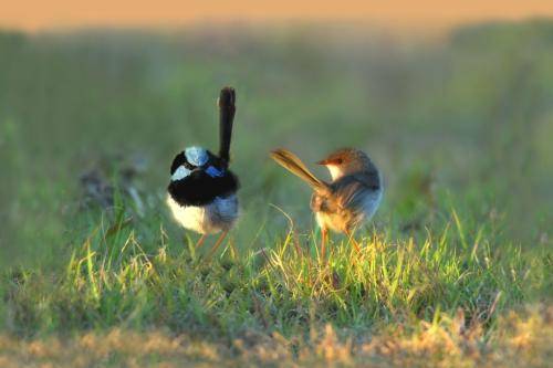 Superb Fairy-Wren*