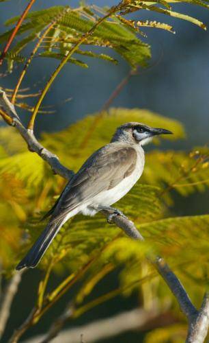 Little Friarbird