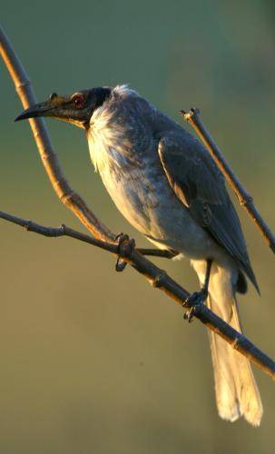 Noisy Friarbird