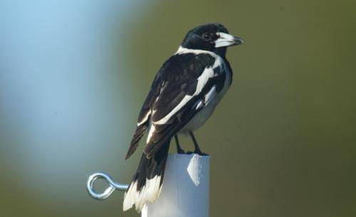 Pied Butcherbird