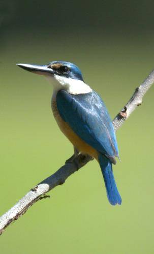 Sacred Kingfisher