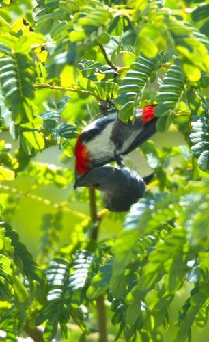 Mistletoebird