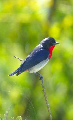 Mistletoebird