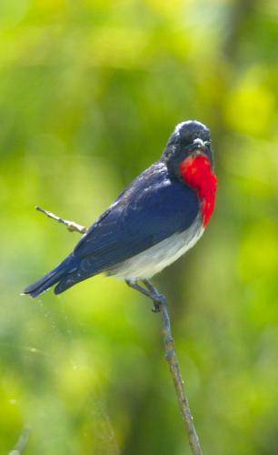Mistletoebird