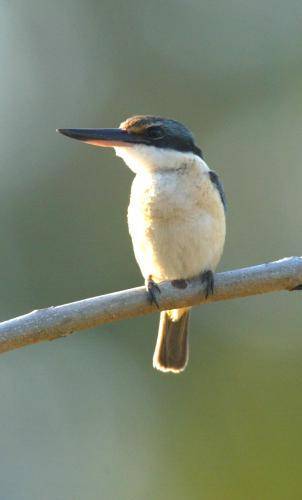 Sacred Kingfisher
