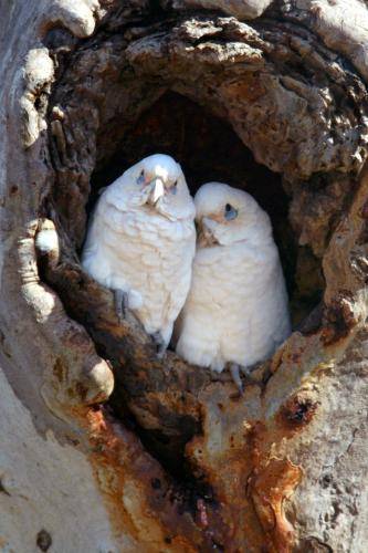 Little Corella