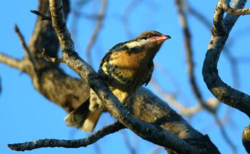 Spiny cheeked Honeyeater