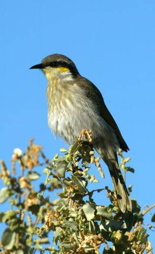 Singing Honeyeater