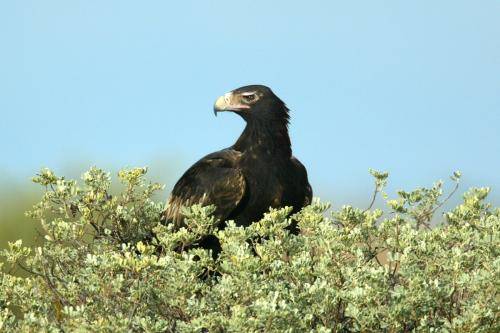 Wedge tailed Eagle