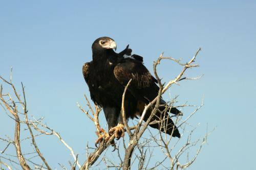 Wedge tailed Eagle