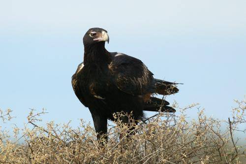 Wedge tailed Eagle
