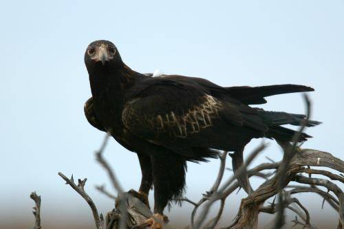 Wedge tailed Eagle