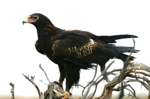 Wedge tailed Eagle