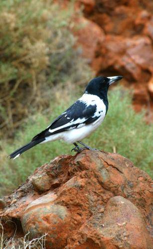 Pied Butcherbird