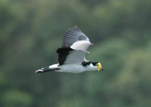 Masked Lapwing