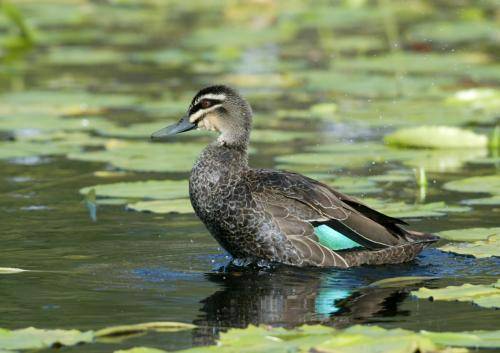 Pacific Black Duck